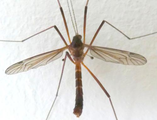 Nigrotipula nigra